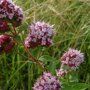 Oregano in bloei